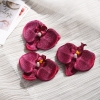 Hoa lan hồ điệp-Đỏ đô