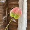 Cành hồng môn Xanh Hồng TQ