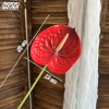 Cành hồng môn Đỏ TQ