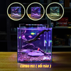 Bể cá mini CUBIC 25cm để bàn