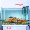 Bể Cá Mini Để Bàn 50cm Nhiều Mẫu Combo Phù Hợp Nuôi Cá Cảnh hoặc Làm Hồ Thuỷ Sinh