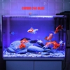 Bể Cá Mini Để Bàn 50cm Nhiều Mẫu Combo Phù Hợp Nuôi Cá Cảnh hoặc Làm Hồ Thuỷ Sinh