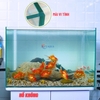 Bể Cá Mini Để Bàn 50cm Nhiều Mẫu Combo Phù Hợp Nuôi Cá Cảnh hoặc Làm Hồ Thuỷ Sinh
