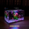 Bể cá mini để bàn COMBO Chọn mẫu 30x15x18cm để bàn nhỏ gọn phù hợp nuôi cá cảnh mini