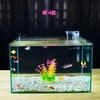 Bể cá mini để bàn D40*R25*C25 phù hợp nuôi cá cảnh mini thủy sinh phong thủy