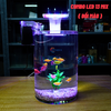 Bể cá mini tròn để bàn D20-H30cm chọn theo combo nhiều mẫu kèm phụ kiện