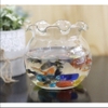 Chậu thủy tinh mini 10cm tai bèo