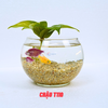 Chậu thủy tinh mini tròn ngang 14cm cao 12cm