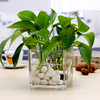 Chậu Thủy Tinh Trồng Cây, Lọ Thủy Tinh Vuông Trồng Cây Trong Suốt, Cắm Hoa Để Bàn, Decor Nội Thất Đa Năng