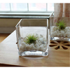 Chậu Thủy Tinh Trồng Cây, Lọ Thủy Tinh Vuông Trồng Cây Trong Suốt, Cắm Hoa Để Bàn, Decor Nội Thất Đa Năng