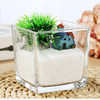 Chậu Thủy Tinh Trồng Cây, Lọ Thủy Tinh Vuông Trồng Cây Trong Suốt, Cắm Hoa Để Bàn, Decor Nội Thất Đa Năng