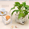 Chậu Thủy Tinh Trồng Cây, Lọ Thủy Tinh Vuông Trồng Cây Trong Suốt, Cắm Hoa Để Bàn, Decor Nội Thất Đa Năng