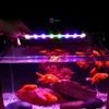 Đèn led 6 dãy ánh sáng phối màu WRGB kích thước 20 - 70cm dành cho hồ thủy sinh, hồ cá cảnh