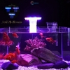 Đèn LED 12 kẹp thành hồ cá, hồ thủy sinh từ 15 đến 40cm