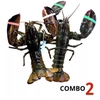 Combo 2 con tôm hùm Alaska sống size 450-550g/con