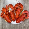 Combo 2 con tôm hùm Alaska sống size 450-550g/con