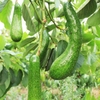 Bơ 034 từ 3-4 trái (1kg)