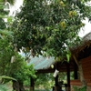 TOUR TRẢI NGHIỆM 4N3Đ | Calm Summer Vacation - Cham Retreat