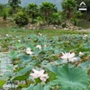 TOUR TRẢI NGHIỆM 3N2Đ | Calm Summer Vacation - Cham Retreat