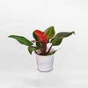 Cây Trầu Bà Đế Vương Mini Để Bàn – Cây Phong Thủy Tài Lộc, Thanh Lọc Không Khí Khỏe Mạnh