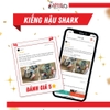 Kiếng hậu xe Shark 125cc/170cc mã VT3 [Chính hãng SYM]