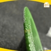 Lưỡi cắt kính, gạch bóng kính, đá cẩm thạch Kingblue 1 tấc 110mm E2, hợp kim thép - Hàng chính hãng