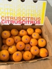 Quýt Citrus da mỏng size 56