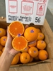 Quýt Citrus da mỏng size 56
