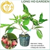 Mận Kiến Lộc