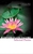 Rabindranath Tagore's Selected Poems by Collins Classics - Bookworm Hanoi
