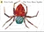 The Very Busy Spider by Eric Carle - Bookworm Hanoi