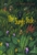 The Jungle Book by Rudyard Kipling - Bookworm Hanoi