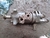 Trục Trung Tâm PC450-7